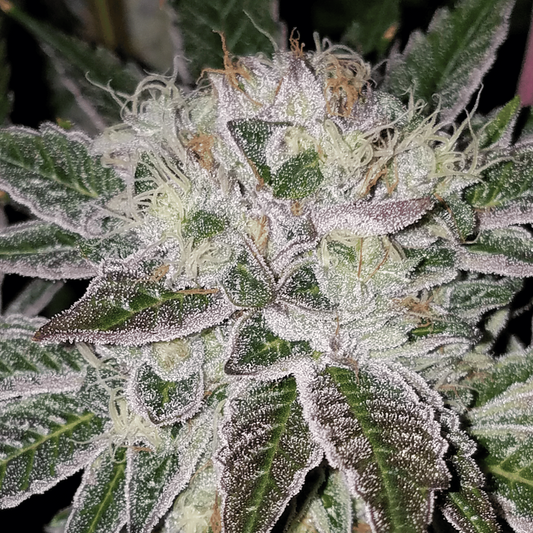 Secret Formula Feminized