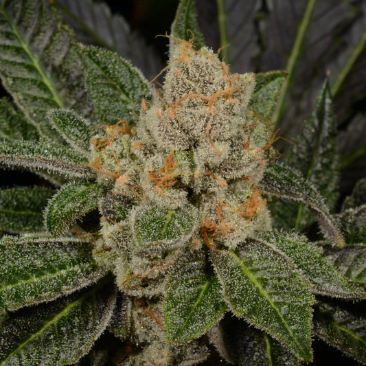 Sugar Biscuits Feminized
