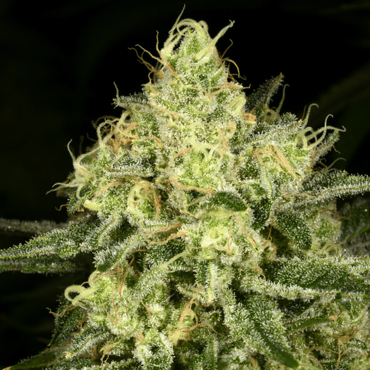 Tasty Trees