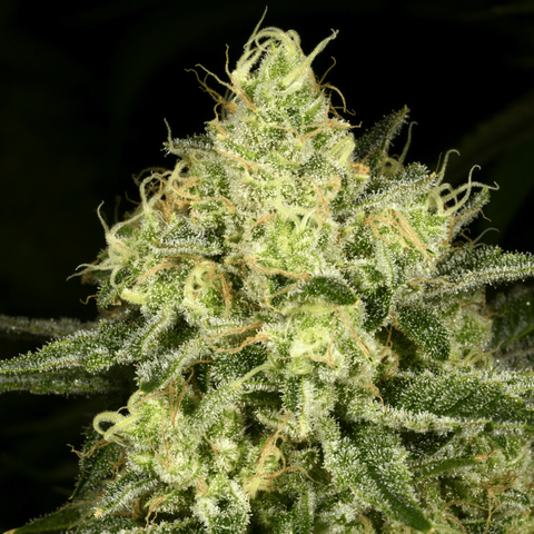 Tasty Trees