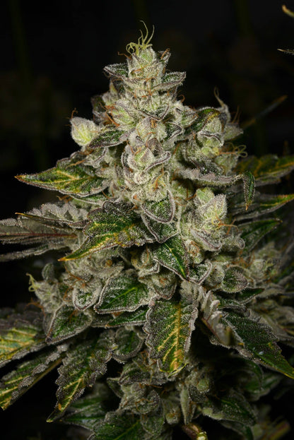 The Potion