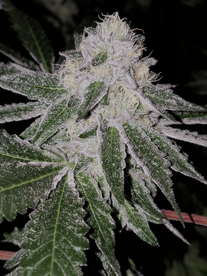 Tire Fire Feminized