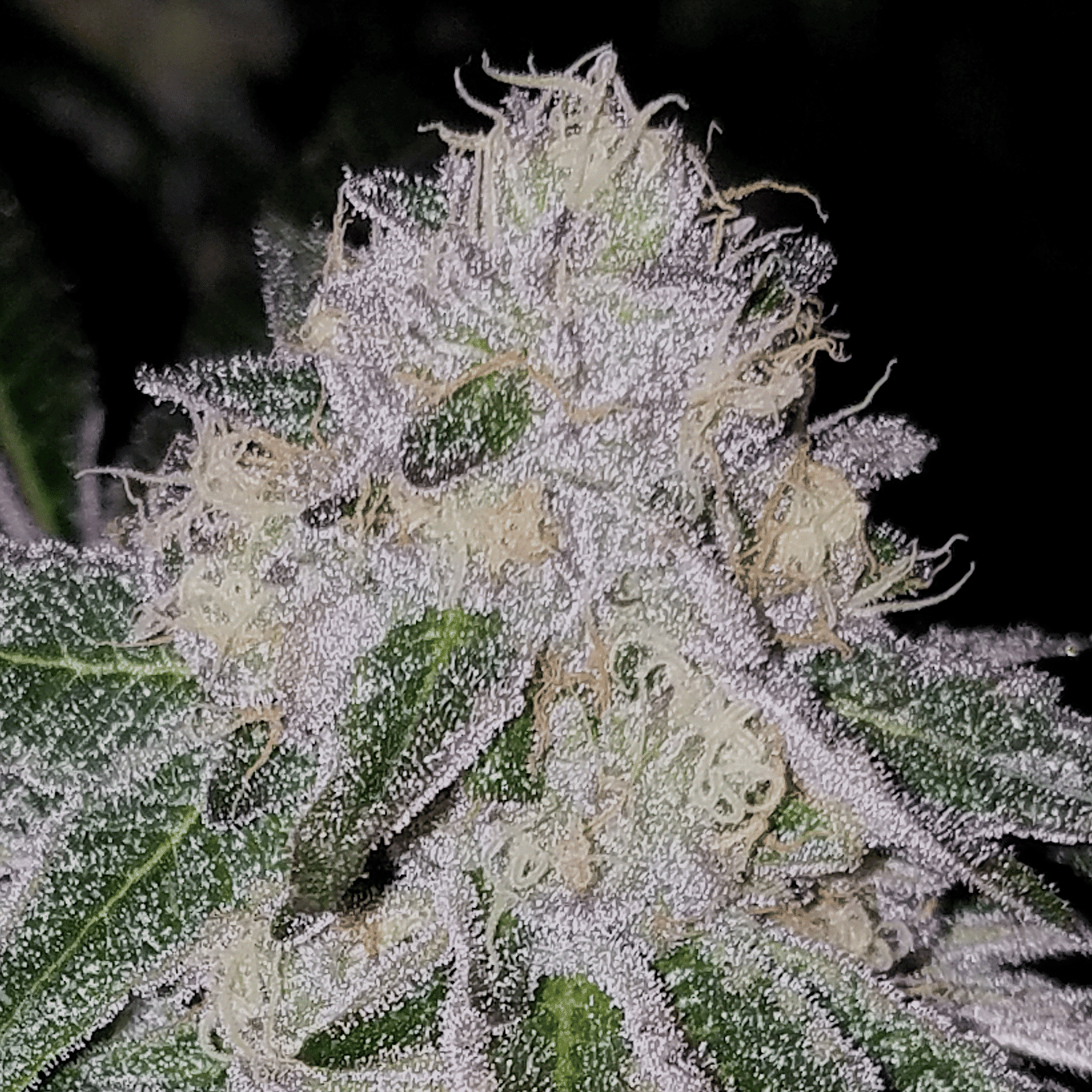 Tire Fire Feminized