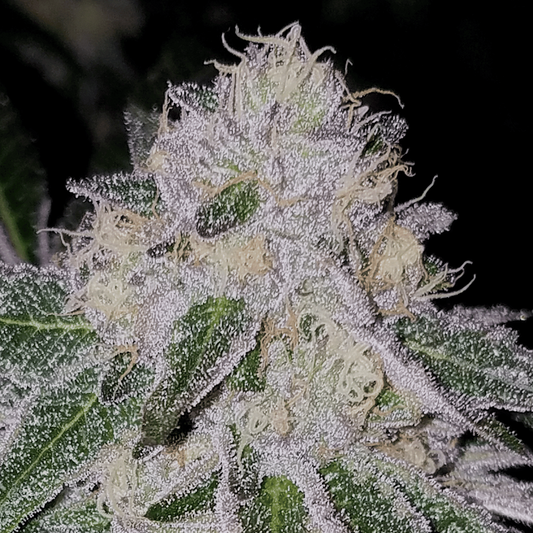 Tire Fire Feminized