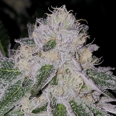 Tire Fire Feminized