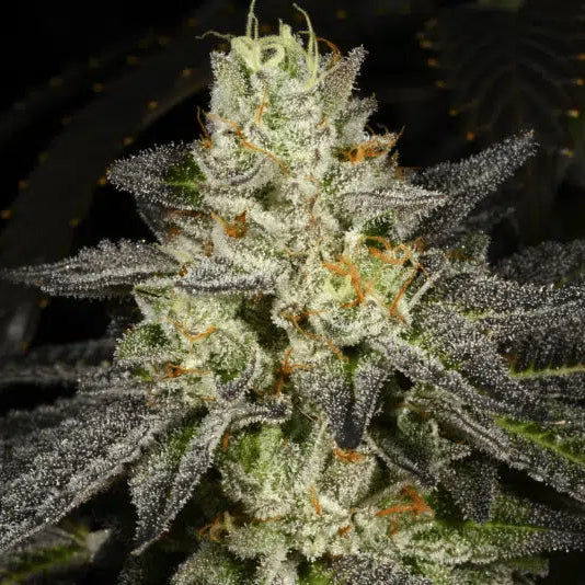 Tropical Fusion flowering cannabis, as labeled by the cited photo source