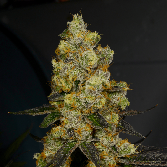 Yuck Mouth Feminized