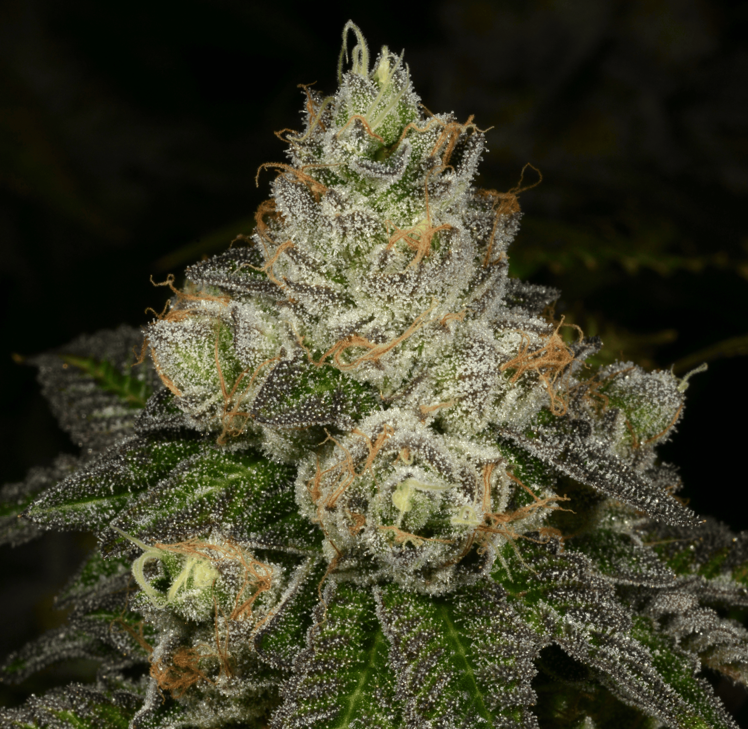 ZFace flowering cannabis, as labeled by the cited photo source
