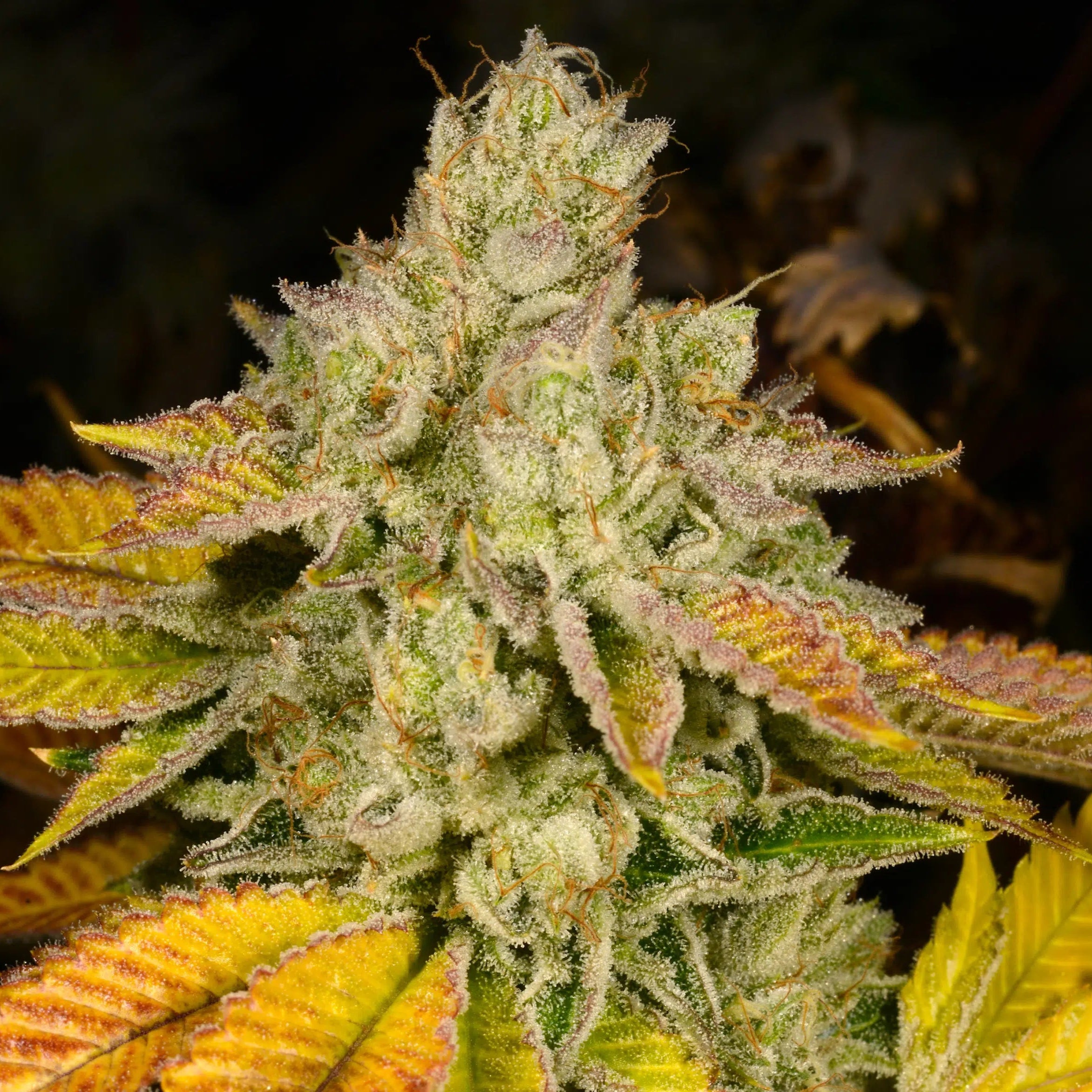 Burnt Orange flowering cannabis, as labeled by the cited photo source