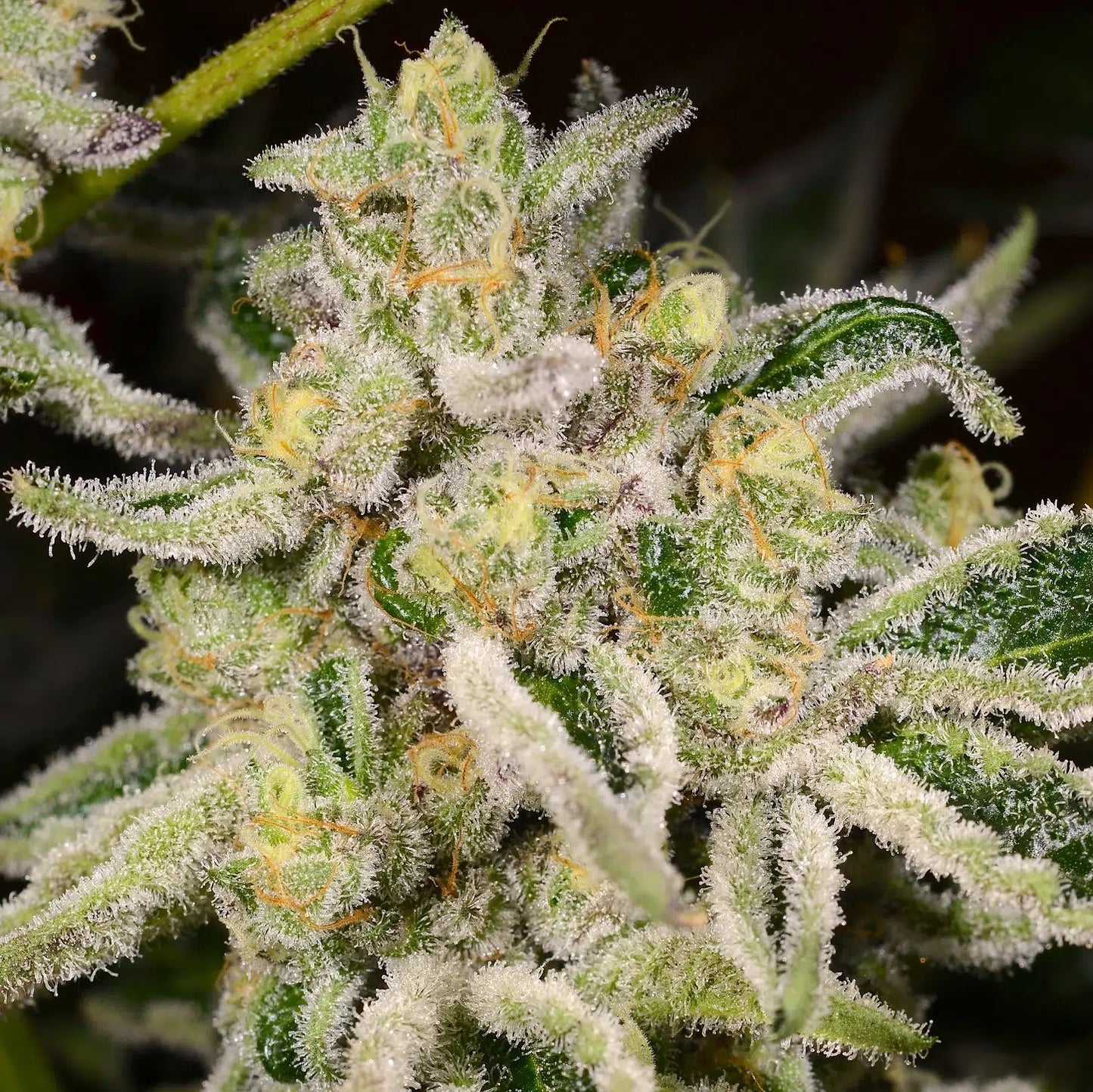 Citrus Rush