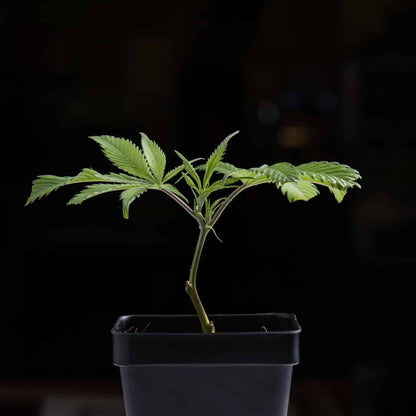 Bio Hazard (Breeder's Cut)