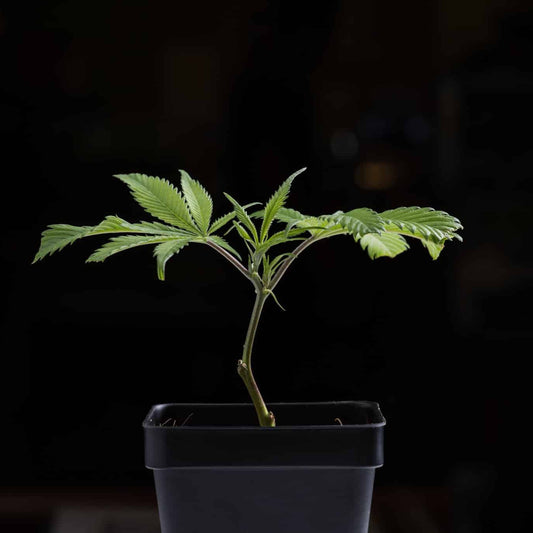 Bio Hazard (Breeder's Cut)