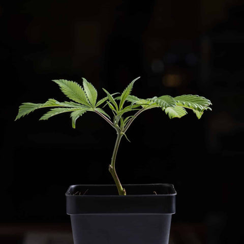 Bio Hazard (Breeder's Cut)