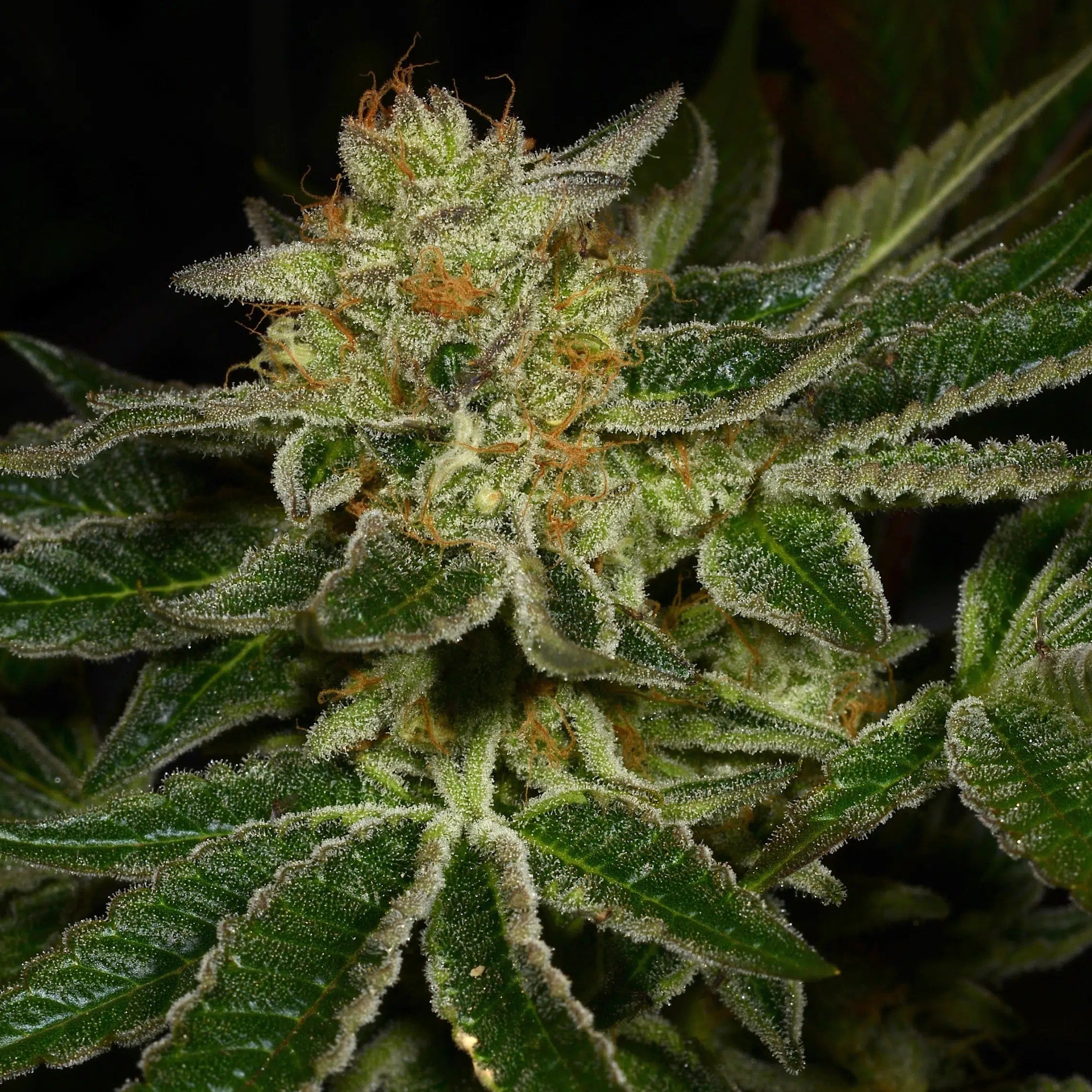 Dosiface flowering cannabis, as labeled by the cited photo source