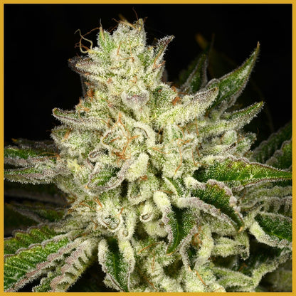 Duct Tape (Breeder's Cut)