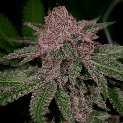 Grape Smuggler