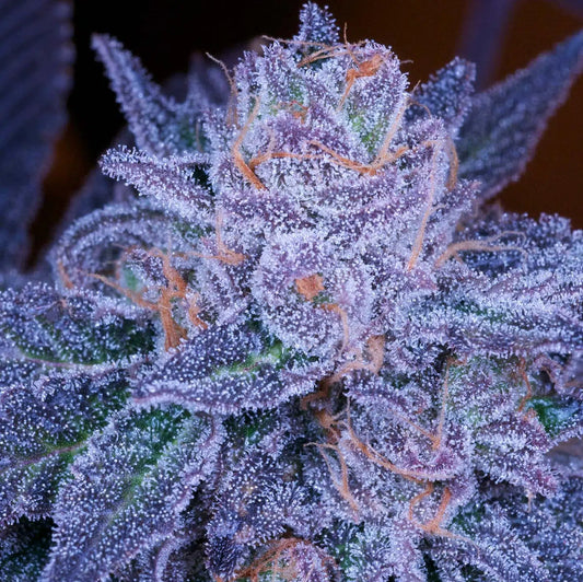 Grimace V2  Feminized