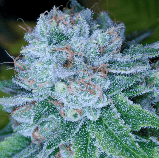 Hashbar OG