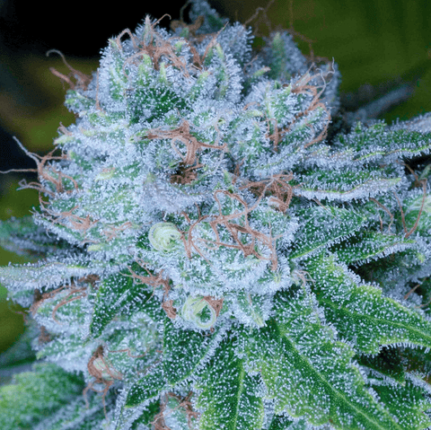 Hashbar OG