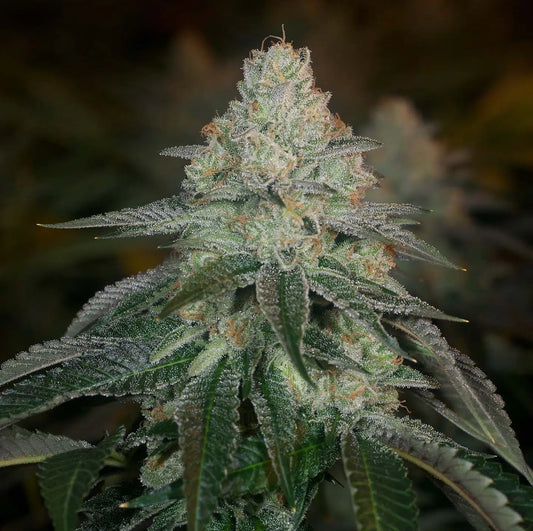 Hazmat Feminized