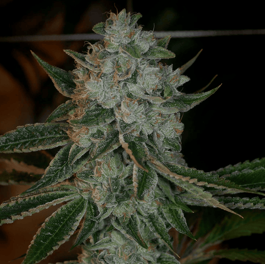 Heavenly OG