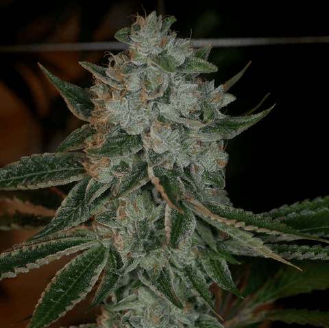 Heavenly OG