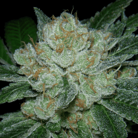 Hell Raiser OG