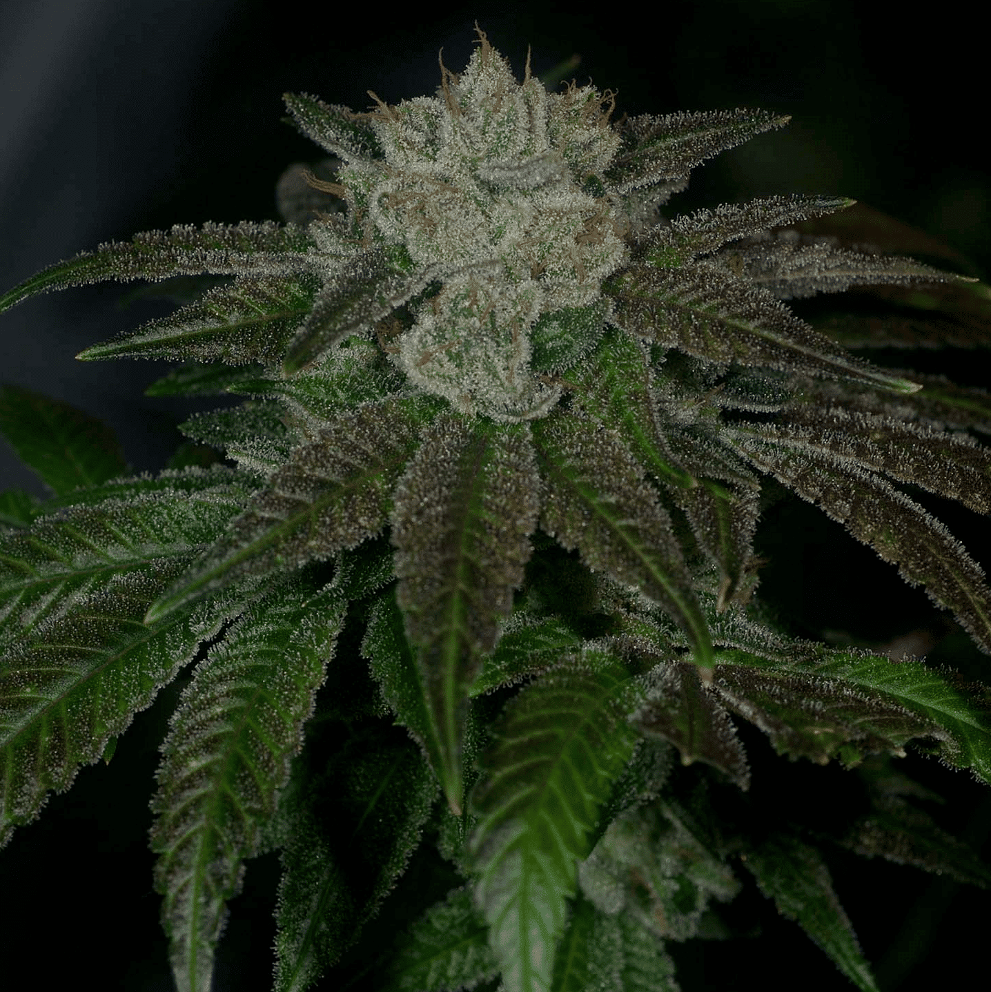 Rudeboi OG – Archive Seed Bank