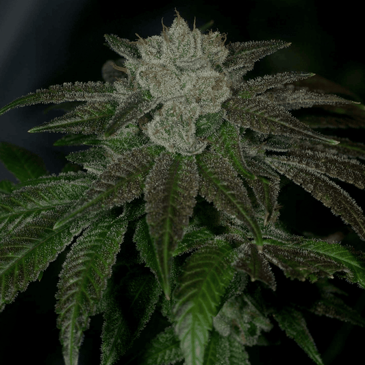 Rudeboi OG