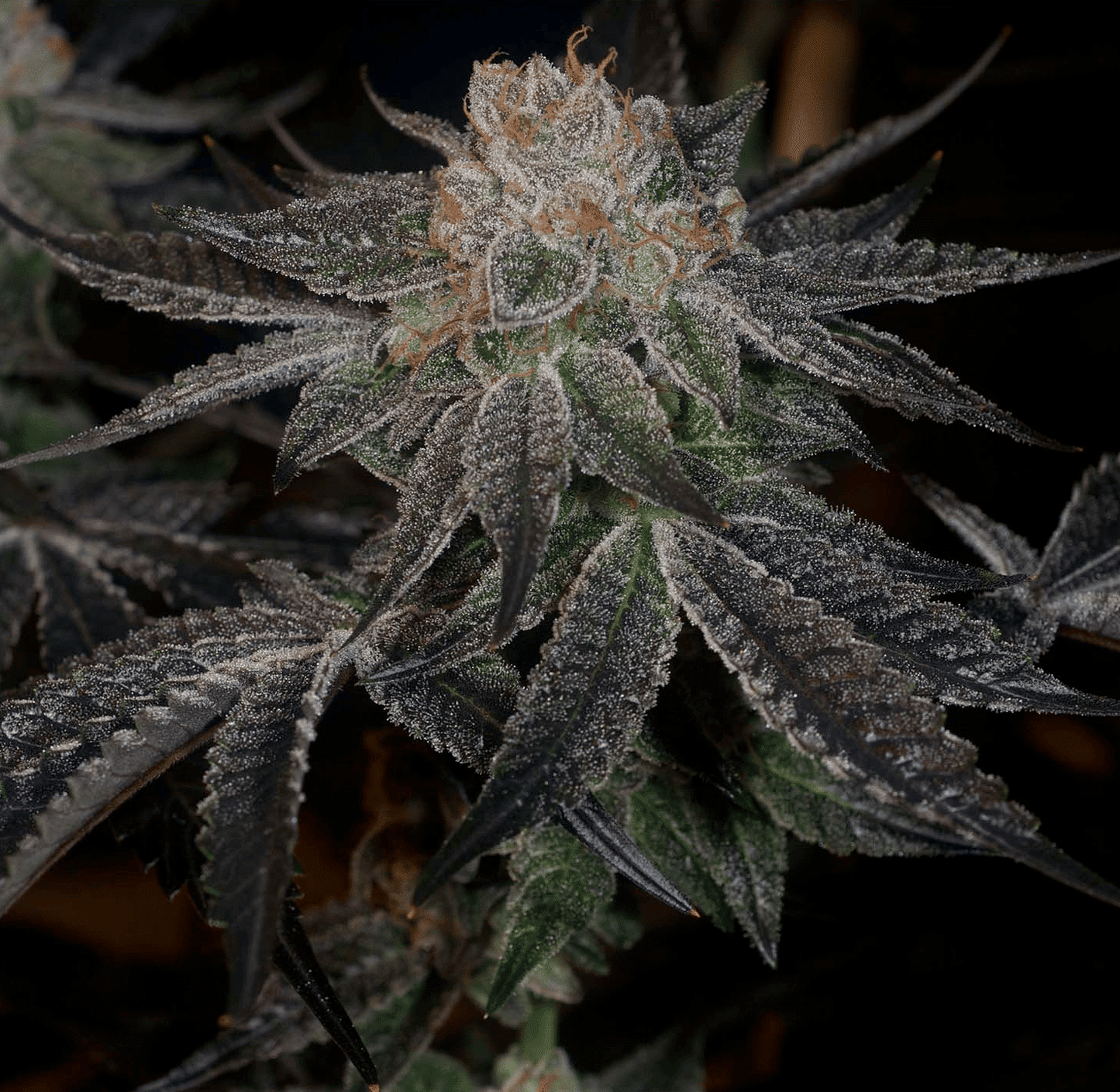Samoas Feminized