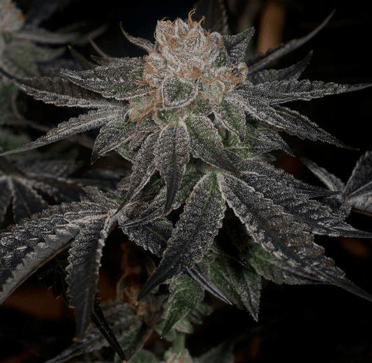 Samoas Feminized