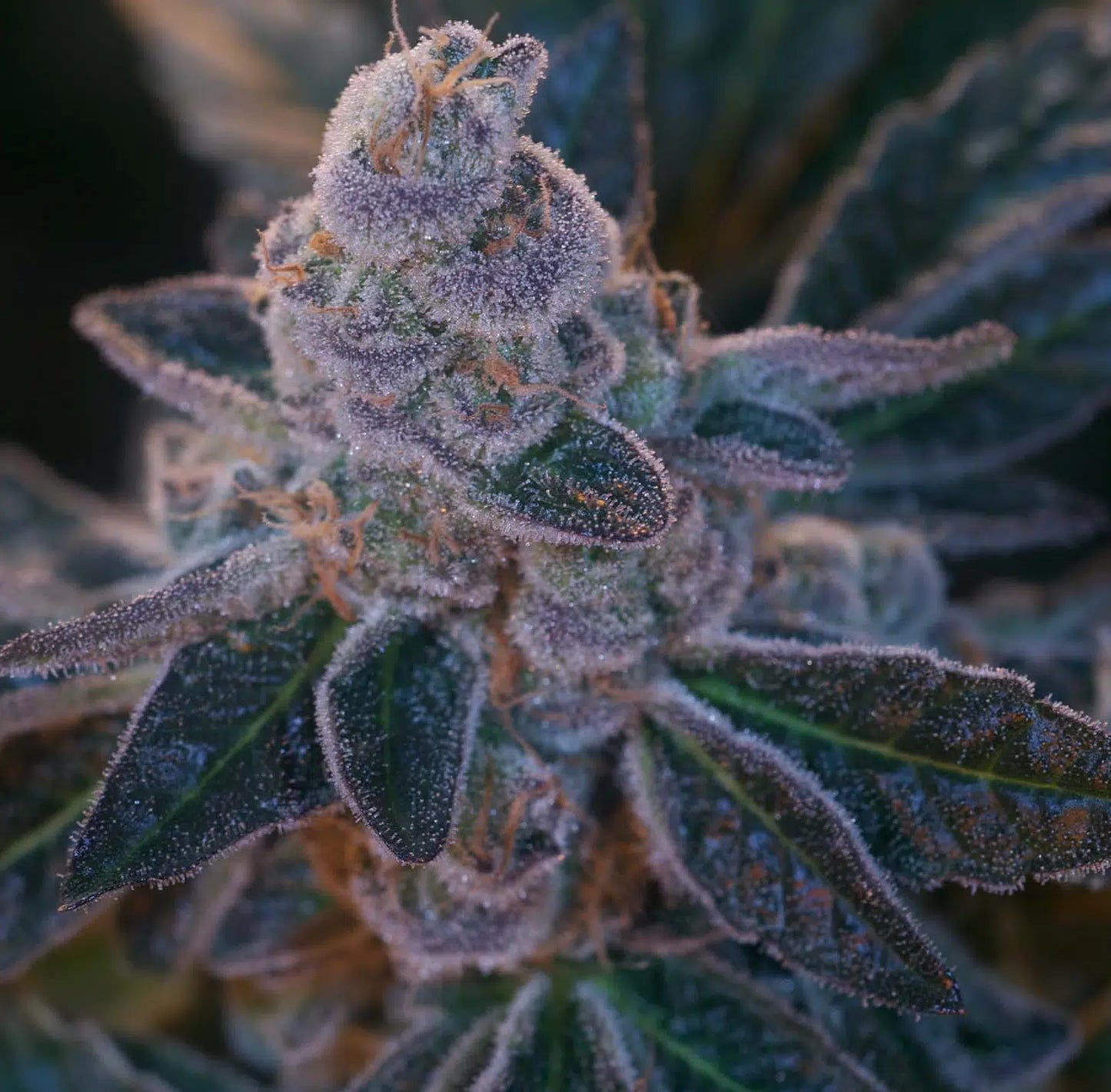 Scooby Snacks Feminized