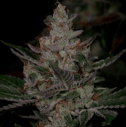 Sour Face
