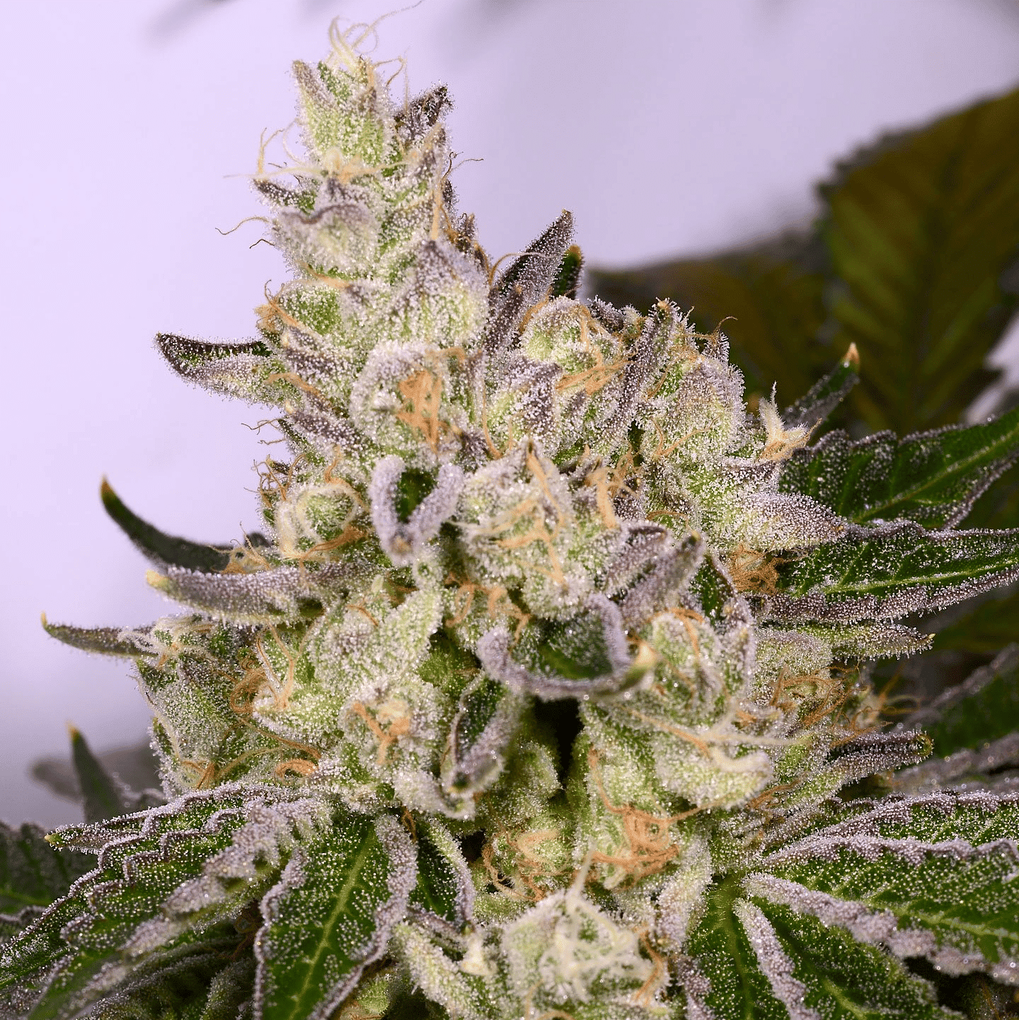 Space Walker flowering cannabis, as labeled by the cited photo source
