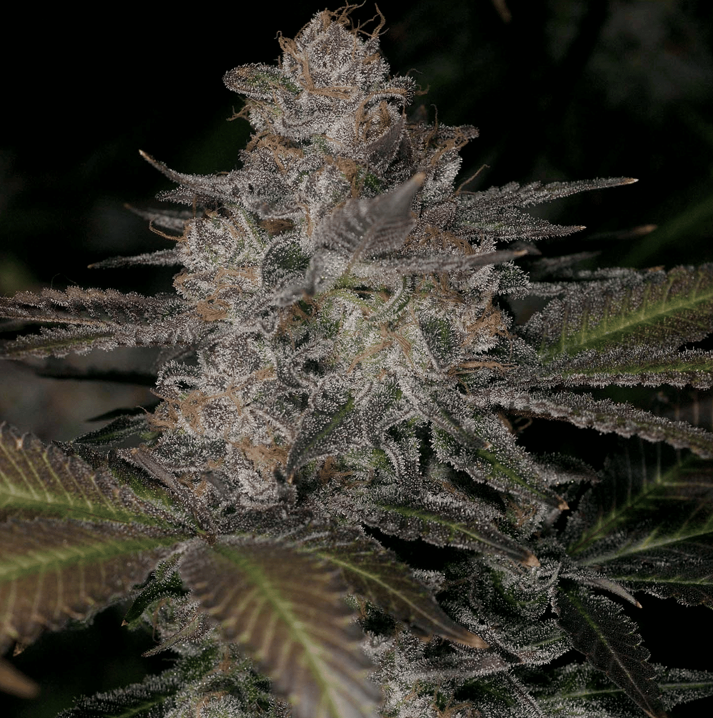 Ultraviolet OG