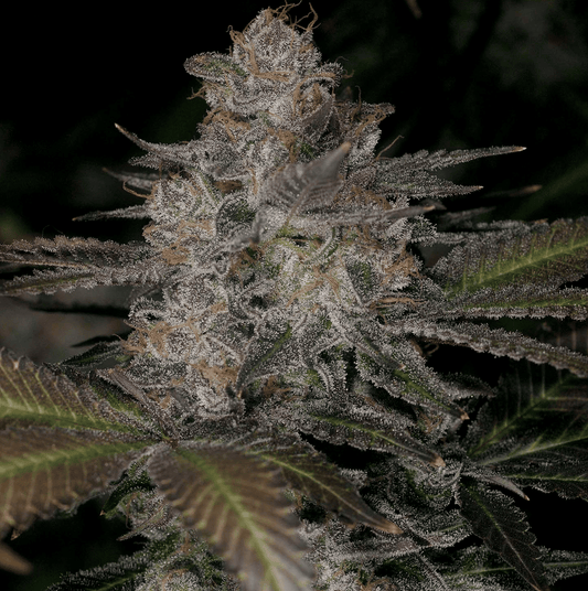 Ultraviolet OG