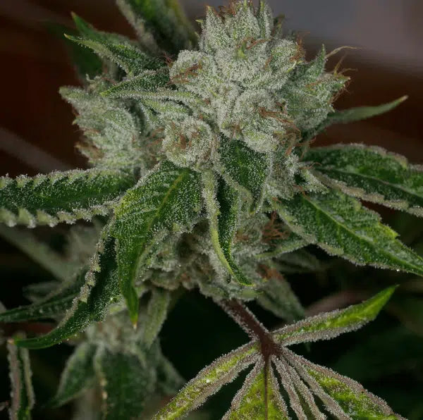 Zero G flowering cannabis, as labeled by the cited photo source